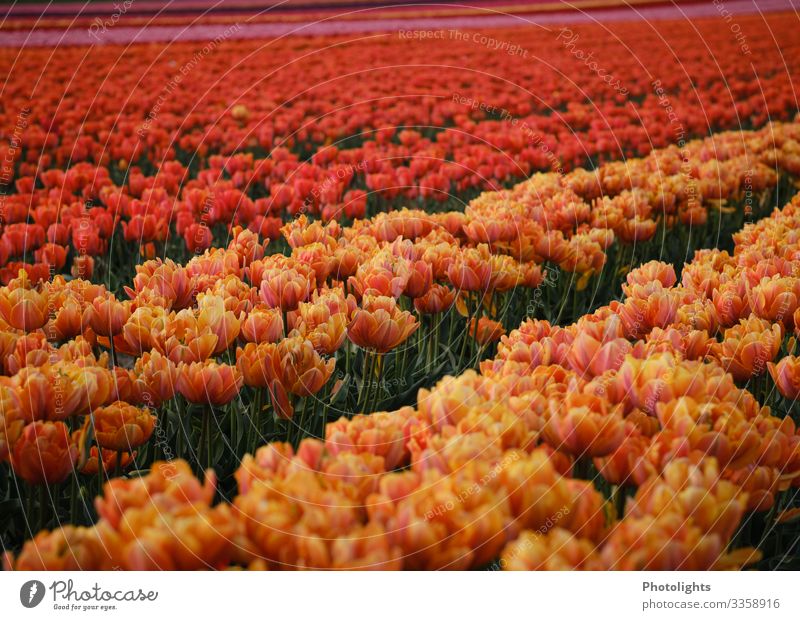 Tulpenmeer Natur Landschaft Pflanze Erde Frühling Blatt Blüte Garten Park Feld elegant lang natürlich dünn mehrfarbig gelb grün orange rosa rot Niederlande