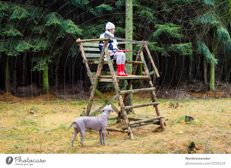 Eine seltsame Szene im Wald Ganzkörperaufnahme Kontrast Farbfoto deplatziert Weimaraner Jagdhund Hochsitz lustig Slapstick skurril Haustier Hund