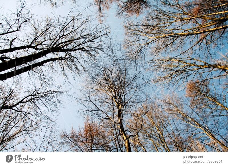 Bäume Freizeit & Hobby Ferien & Urlaub & Reisen Ausflug Umwelt Natur Himmel Wolkenloser Himmel Winter Baum Feld Wald verblüht dehydrieren blau Farbfoto