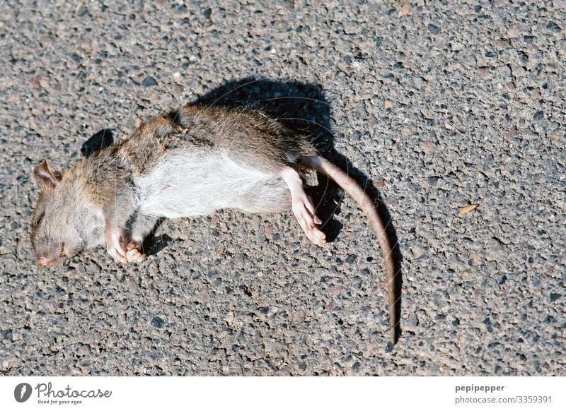 Aus die Maus Tier Wildtier Totes Tier Tiergesicht Fell Krallen Pfote Ratte 1 Stein liegen grau Mitgefühl Trauer Tod Endzeitstimmung Verfall Gedeckte Farben