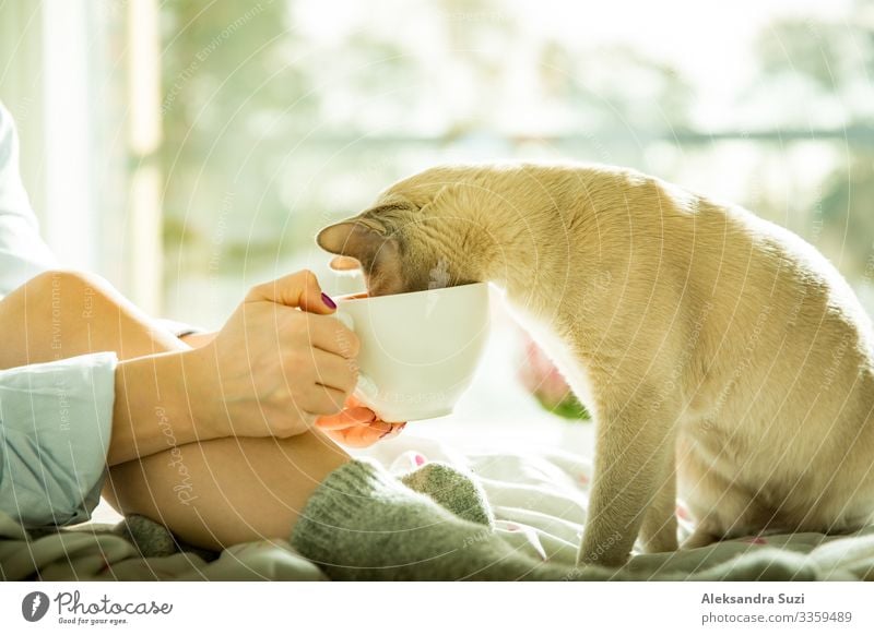Graue Katze schnüffelt an Kaffee Schlafzimmer Decke Bettdecke gemütlich Tasse niedlich träumen Getränk trinken Freundschaft Junge Frau Mädchen Glück heimwärts