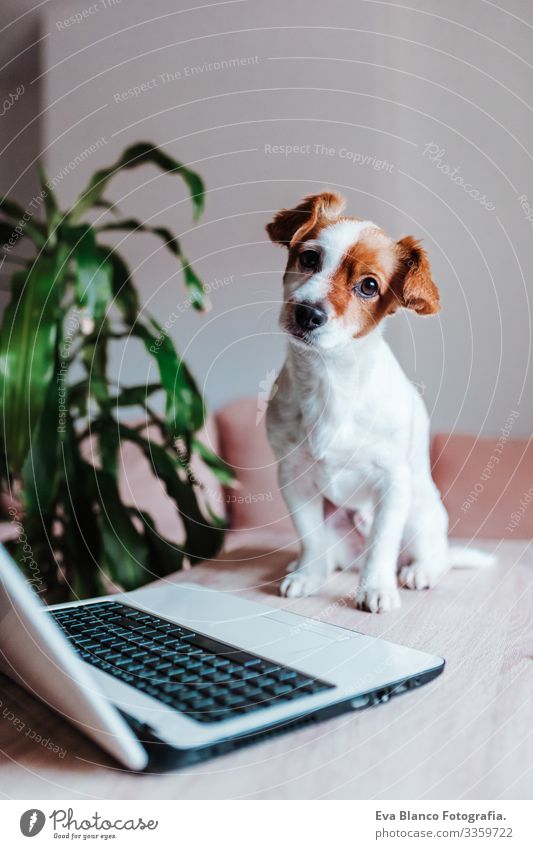 süßer jack russell hund zu hause bei der arbeit am laptop niedlich Hund arbeiten Laptop Büro heimwärts im Innenbereich Haustier Technik & Technologie Computer