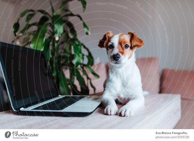 süßer jack russell hund zu hause bei der arbeit am laptop niedlich Hund arbeiten Laptop Büro heimwärts im Innenbereich Haustier Technik & Technologie Computer