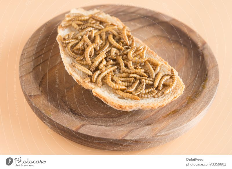 Endibler Wurm mit Brot im gewachsenen Hintergrund Diät brauner Hintergrund essbar braten Insekt Larve Protein Belegtes Brot Holzplatte Vorderansicht