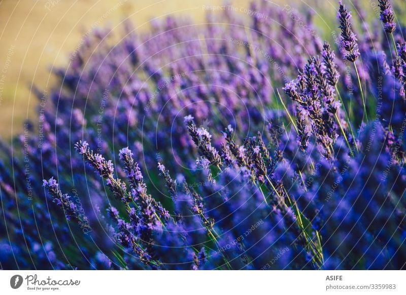 Selektiver Fokus von Lavendelblüten Blume abschließen Pflanze Überstrahlung Blüte Wittern Kraut Bereiche Detailaufnahme Provence Frankreich Ernte Sommer