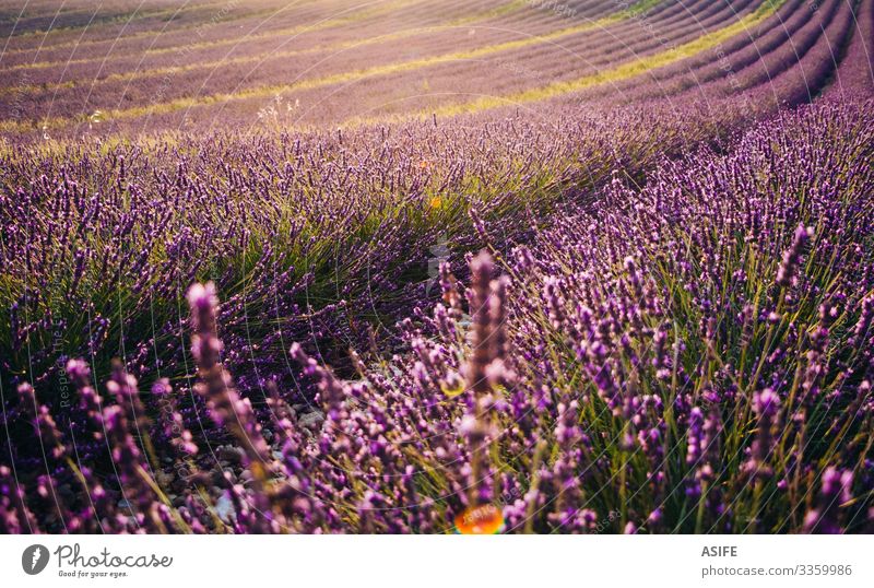 Blühendes Lavendelfeld bei Sonnenuntergang Blume Bereiche Provence Frankreich Landschaft Ernte Sommer Natur Pflanze sonnig Reihe purpur Farbe Blütezeit schön