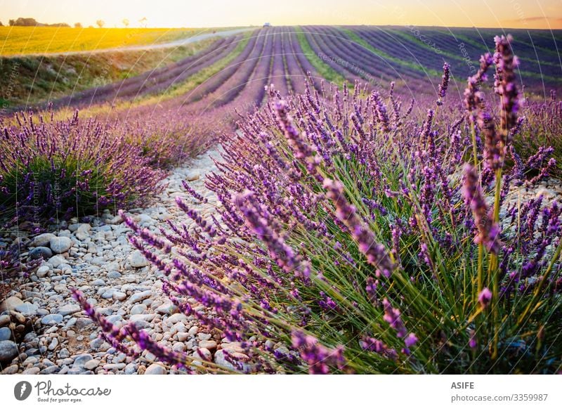 Lavendel- und Sonnenblumenfelder in der Provence, Frankreich Blume Bereiche Sonnenuntergang Landschaft Ernte Sommer Natur Pflanze sonnig Reihe purpur Farbe