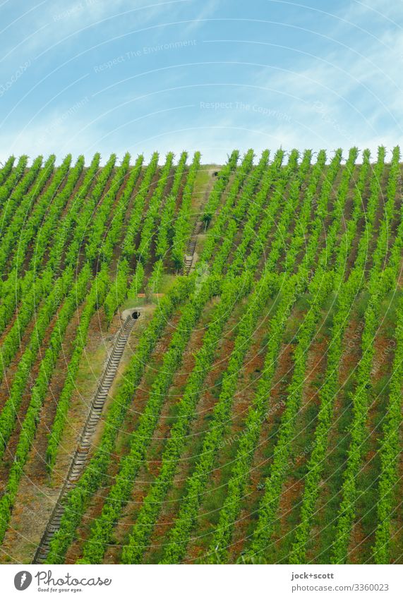 grüne Struktur eines Weinbergs Landwirtschaft Himmel Klima Wetter Nutzpflanze Wachstum authentisch viele Genauigkeit Natur Ordnung horizontal Gedeckte Farben