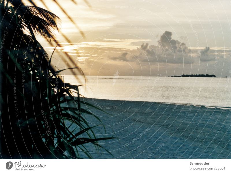Strand Malediven Sonnenuntergang Meer Palme Wasser Insel