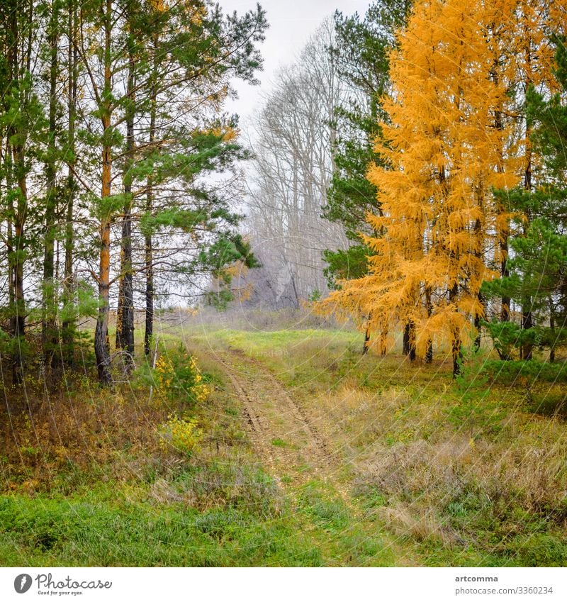 Straße und herbstliche Nadelbäume, Fußweg, Russland Herbst Landschaft Tag fallen Feld Tanne Wald Gras grün Natur Oktober bedeckt Kiefer Saison Baum Wetter gelb