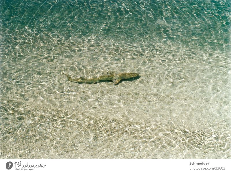 Hai Strand Meer Malediven Haifisch Wasser Fisch