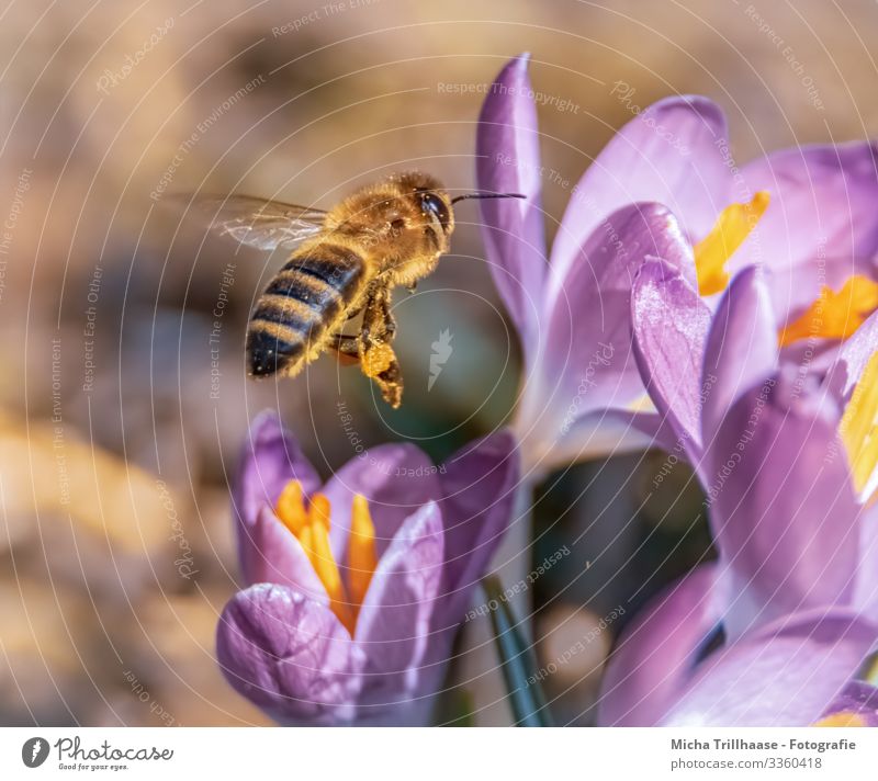 Fliegende Biene über Blüten Natur Pflanze Tier Sonnenlicht Schönes Wetter Blume Krokusse Wildtier Tiergesicht Flügel Insekt Beine Kopf Auge Fühler 1 fliegen nah