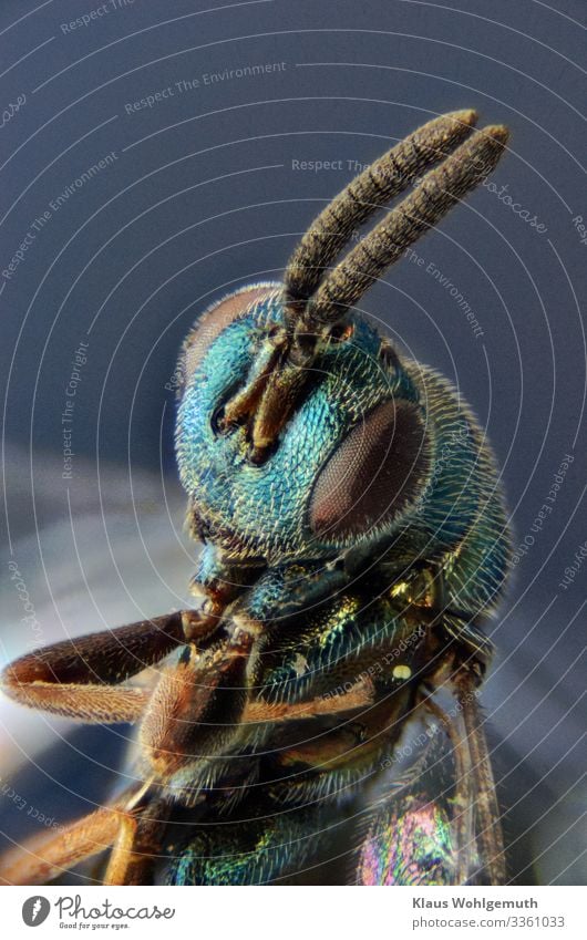 Erzwespe unter dem Mikroskop Umwelt Natur Tier Sommer Wildtier Totes Tier Insekt 1 exotisch fantastisch glänzend blau braun grün türkis Chitin Mikrofotografie