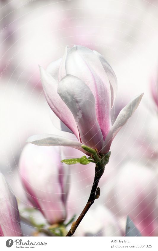 Magnolie Blüte Natur Pflanze Baum Magnolienbaum Magnolienblüte berühren Blühend braun violett rosa weiß Farbfoto Außenaufnahme Nahaufnahme Detailaufnahme