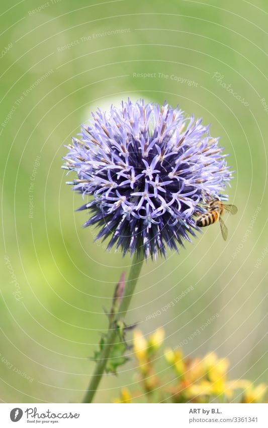 Arbeitstag Natur Schönes Wetter Blume Zierlauch Garten Park Wiese Tier Biene 1 Kugel blau gelb grün Farbfoto Außenaufnahme Nahaufnahme Detailaufnahme