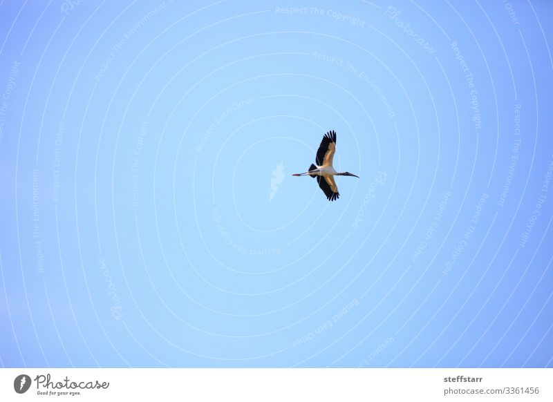 Holzstorch Mycteria americana fliegt Natur Tier Vogel Flügel 1 fliegen blau Storch Fliege Myakka State Park Sarasota Florida Watvogel Waldrapparat Wildvogel