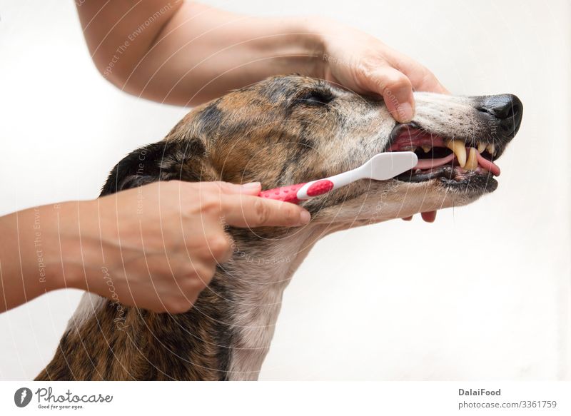 Hund beim Zähneputzen mit der Hand Behandlung Medikament Arzt Krankenhaus Mensch Frau Erwachsene Freundschaft Mund Tier Pelzmantel Haustier Zahnbürste lustig