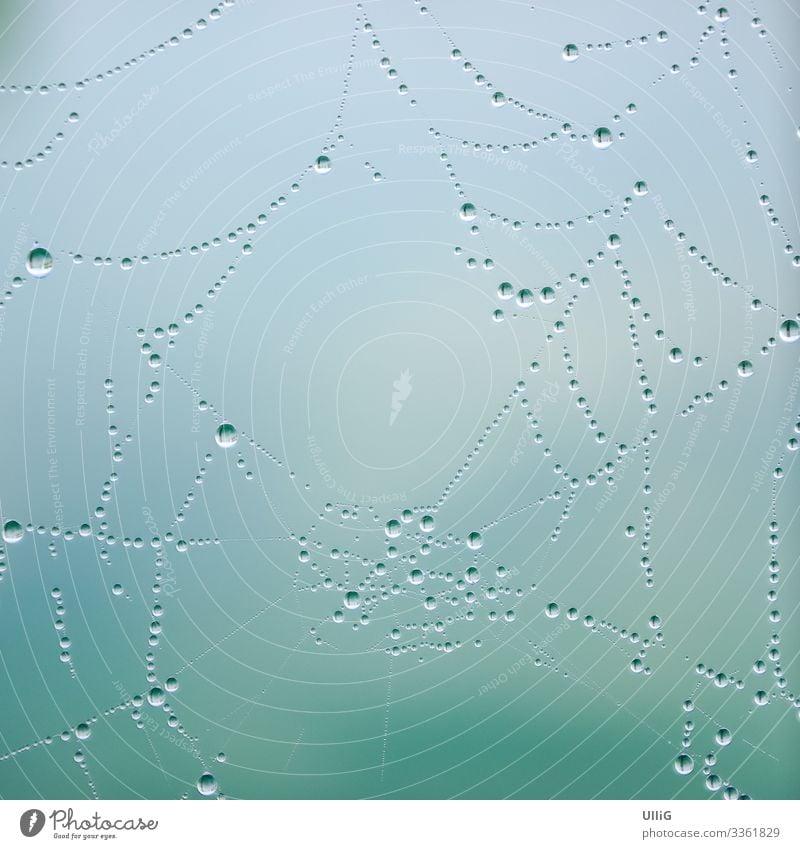 Tauperlen an einem Spinnennetz. Perle Wassertropfen Tropfen Netz Natur Kette Gespinst ästhetisch einzigartig Hintergrundbild Naturphänomene abstrakt Netzwerk
