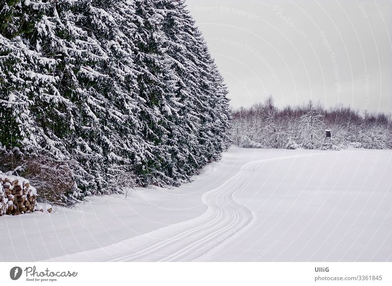 Verschneiter Winterwald und offenes Feld mit Loipe. Wald Schnee verschneit Landschaft Natur Spuren Skilanglauf Skifahren Wintersport Weihnachten & Advent