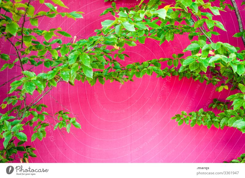 Blattwerk Stil Design Frühling Sommer Ast Mauer Wand leuchten verrückt grün rosa Freude Frühlingsgefühle Farbe Natur Allergie Farbfoto Außenaufnahme