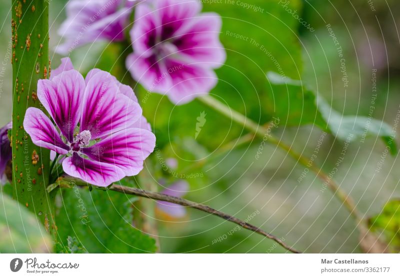 Violette Malvenblüte im natürlichen Hintergrund. Begriff der Natur. Tee Garten Pflanze Frühling Blume Blüte Wildpflanze Wiese Urwald Wachstum schön wild grün