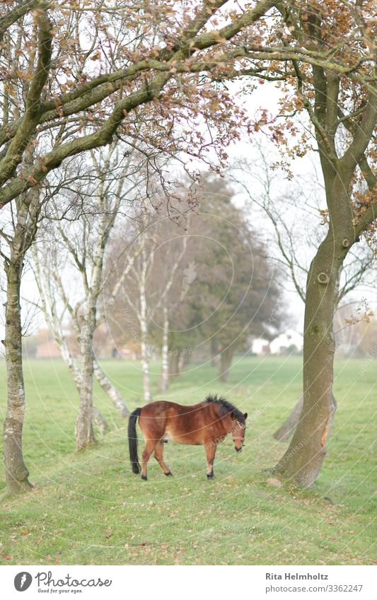 Pferd in einer Traumwelt Umwelt Natur Landschaft Nebel Baum Wiese Feld Nutztier 1 Tier fantastisch Freundlichkeit Fröhlichkeit Glück niedlich positiv braun grün