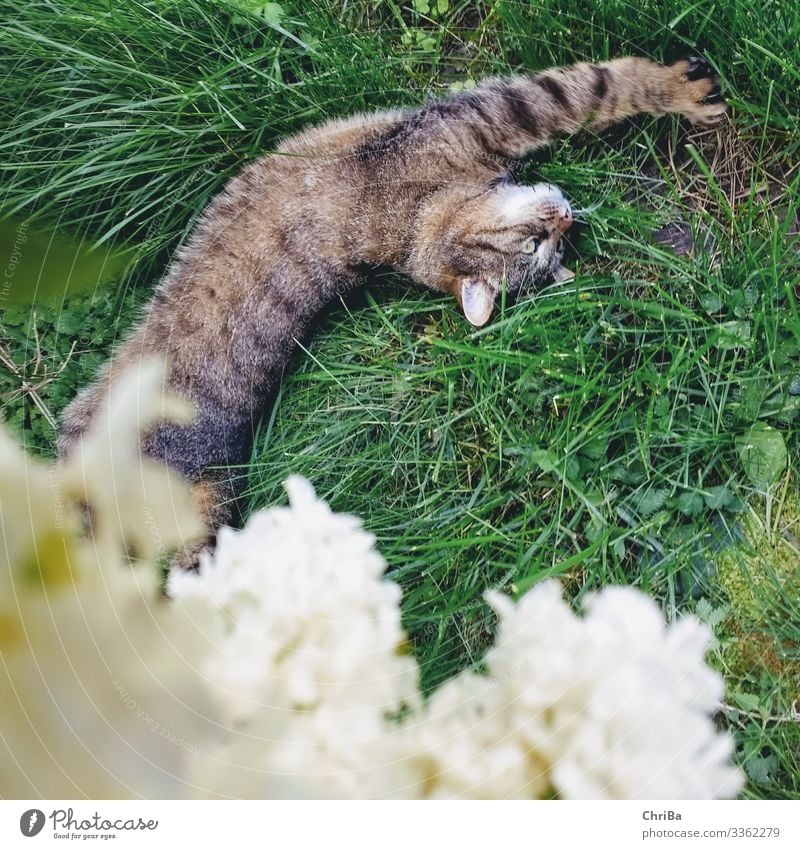 Frühling, ausstrecken und genießen Umwelt Natur Pflanze Tier Sommer Schönes Wetter Baum Gras Moos Blüte Wildpflanze Fliederbusch Garten Wiese Haustier Katze