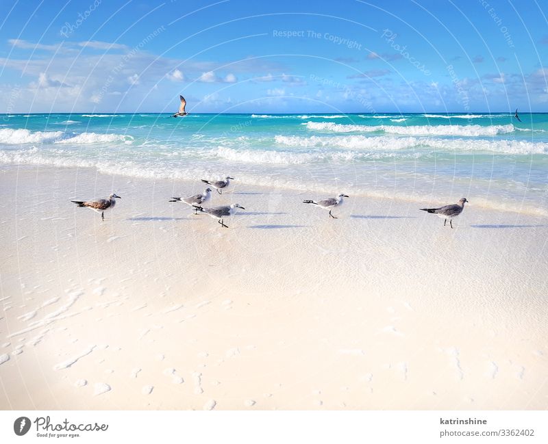Möwen am Strand an einem sonnigen Tag exotisch schön Erholung Ferien & Urlaub & Reisen Freiheit Meer Wellen Menschengruppe Umwelt Natur Klima Küste Vogel