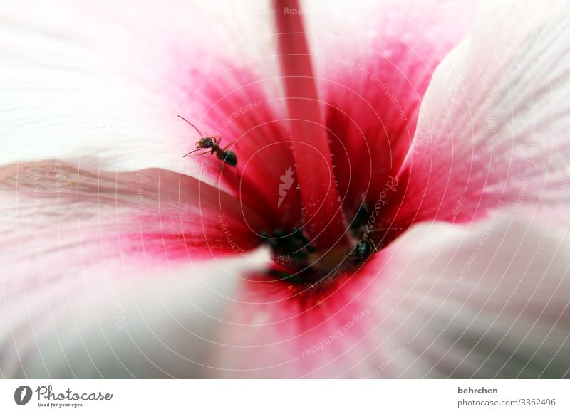 blumiges restaurant Licht Detailaufnahme rosa pink Wiese Umwelt Südafrika Tag natürlich Frühling Makroaufnahme Ameise Insekt Tier Menschenleer Sommer