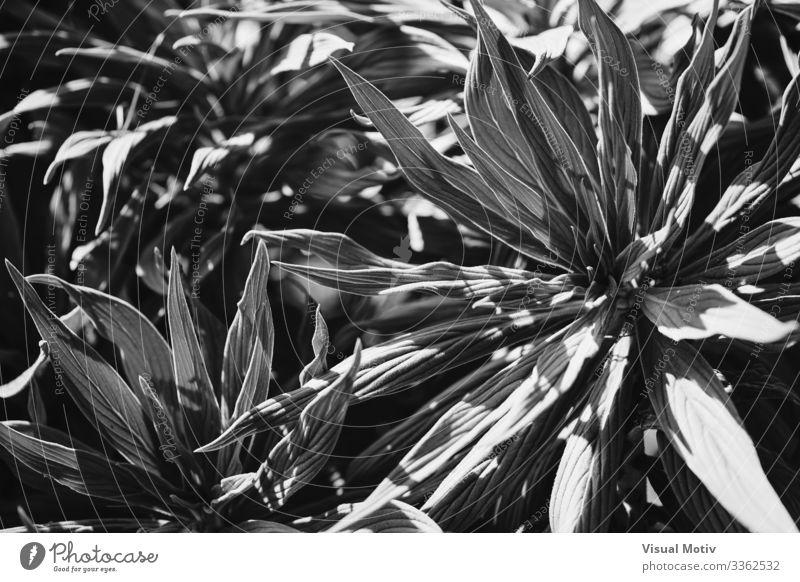Blätter des Stolzes von Madeira in schwarz-weiß exotisch schön Leben ruhig Garten Umwelt Natur Pflanze Blatt Park Wachstum frisch natürlich Nachmittag
