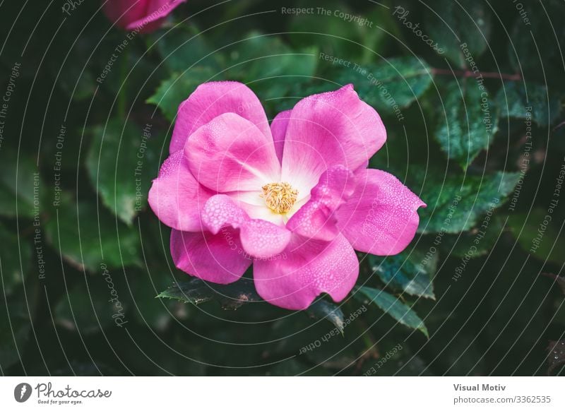 Kleine Rose von Tautropfen bedeckt schön Duft Garten Natur Pflanze Wassertropfen Blume Blüte Park frisch klein natürlich grün rosa Farbe Roséwein Rosenblätter