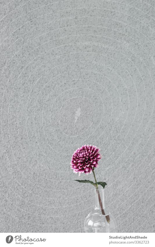 Violette Dahlienblume in einer Glasvase Design schön Garten Gartenarbeit Natur Pflanze Blume Blüte Blühend einfach grau rot Farbe purpur Vase Single urban