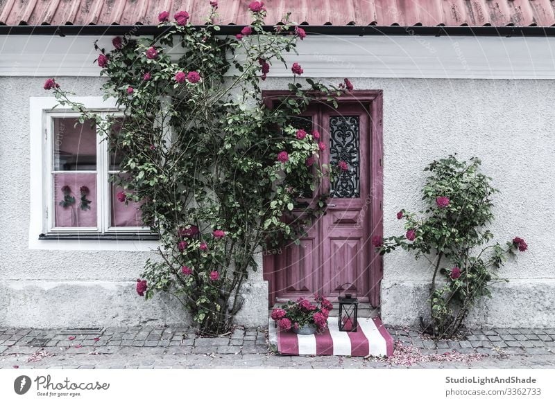 Malerischer, mit Rosen geschmückter Hauseingang schön Sommer Garten Gartenarbeit Blume Dorf Stadt Gebäude Architektur Fassade Straße Stein alt grün rosa rot