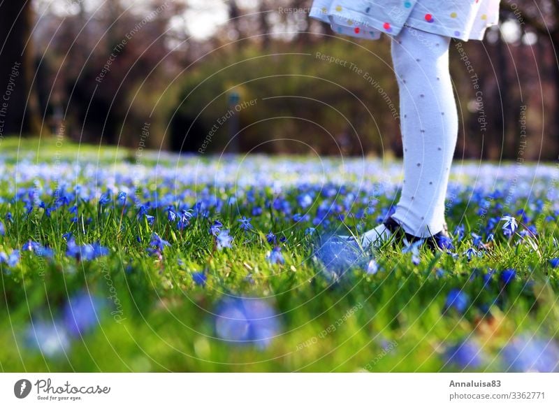 Blaue Wiese feminin Kind Mädchen Beine 1 Mensch Natur Frühling Pflanze Blume Gras Sternblüte Park Strumpfhose Blühend genießen leuchten träumen blau grün