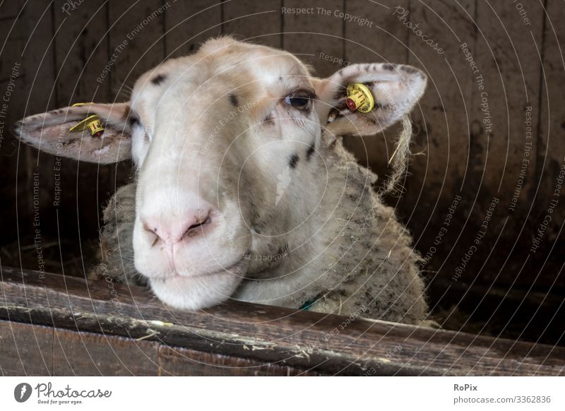 neugierige Schafe Lebensmittel Fleisch Ernährung Lifestyle Stil Design Gesundheit Gesunde Ernährung Freizeit & Hobby Arbeit & Erwerbstätigkeit Beruf