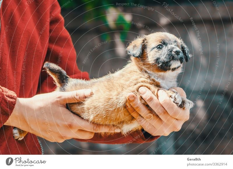 Aufnahme eines reinrassigen, einäugigen Welpen in den Armen einer Frau Erwachsene Hand Tier Haustier Hund Mitgefühl annehmen einen Hund adoptieren