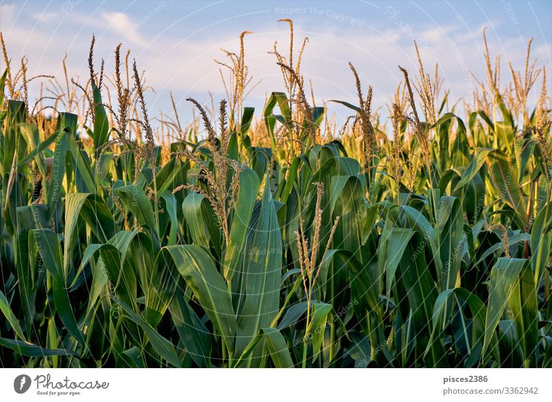 Corn field in front of blue sky and clouds Sommer Natur springen gelb agricultural agriculture autumn Hintergrundbild beauty bread bright cereal close color