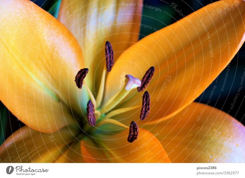 Close up of orange lily blossom elegant Sommer Natur Pflanze Blumenstrauß Liebe schön flower Hintergrundbild planen petal Pollen beauty color botany freshness