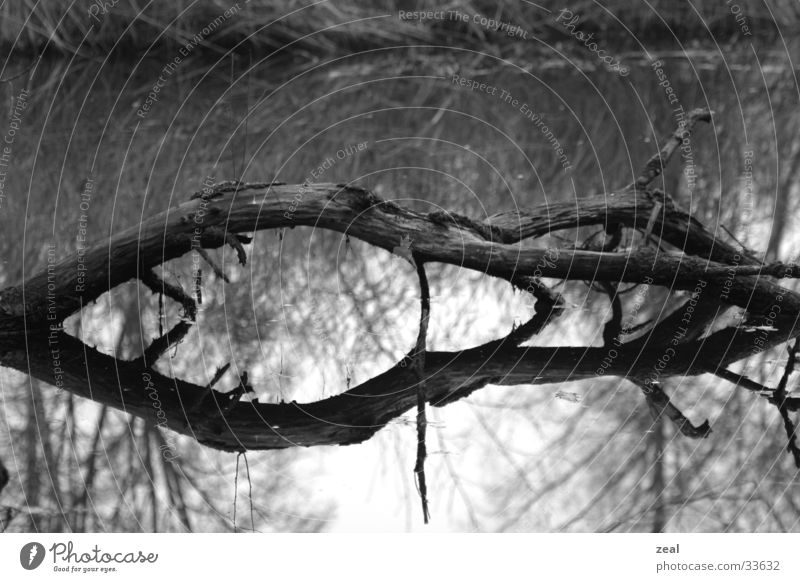 wood_one Baum Tod Wasser Ast Reflexion & Spiegelung