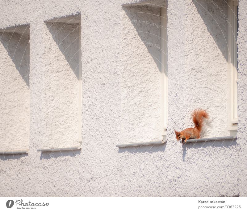 Eichhörnchen im Fenster Deutschland Europa Stadt Haus Mauer Wand Fassade Tier Wildtier Tiergesicht Fell Krallen 1 beobachten Blick sitzen klein Evolution rot