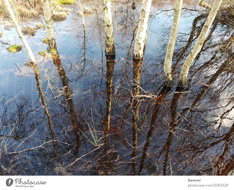 Land unter Winter wandern Natur Landschaft Pflanze Erde Wasser Baum Moos Birke Wald Moor Sumpf Hochwasser natürlich blau braun grün Meerestiefe Farbfoto