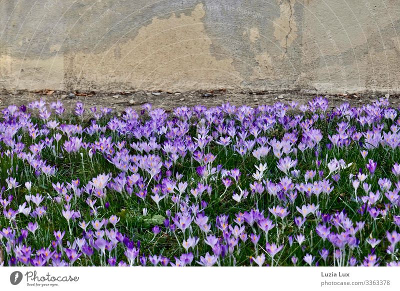 Viele Krokusse oder Frühling über Nacht Pflanze Erde Blüte Wiese Mauer Wand Beton schön gelb grau grün violett Glück Fröhlichkeit Frühlingsgefühle Idylle