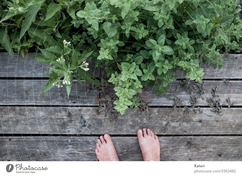Zwei Füße auf Holz Terrasse mit Kräutern und Pflanzen Fuß Barfuß Sommer Kräuter & Gewürze draußen Außenaufnahme Zehen Mensch Gras Bodenbelag Melisse