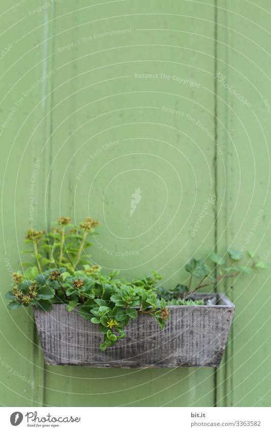 Grüne Pflanze, Efeu und Fetthenne, wachsen in einem schönen Blumenkasten aus Holz, dieser hängt als Dekoration und Verzierung an einer grüner Wand aus Holz, einer Hütte im Garten.