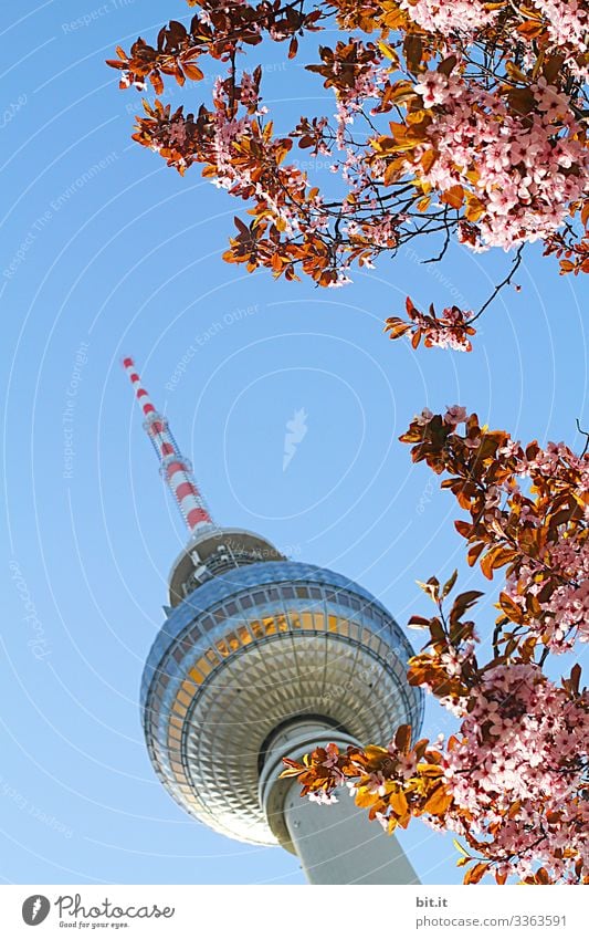Wenn der Telespargel blüht ... Ferien & Urlaub & Reisen Berlin Berliner Fernsehturm Wahrzeichen Hauptstadt Himmel Architektur Alexanderplatz Stadt Turm Bauwerk