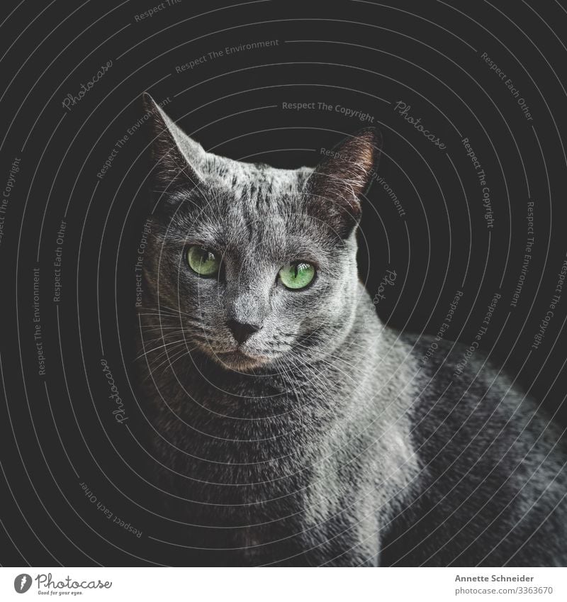 Katze Russisch blau Tier Haustier 1 klug Geschwindigkeit grau grün Farbfoto Studioaufnahme Hintergrund neutral Tierporträt Blick in die Kamera