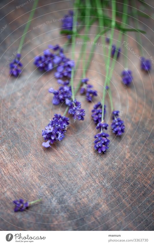 Lavendelblüten auf Holztisch Pflanze violett Heilpflanzen Duft Sommer Blüte Blume Natur Blühend gesund Farbfoto