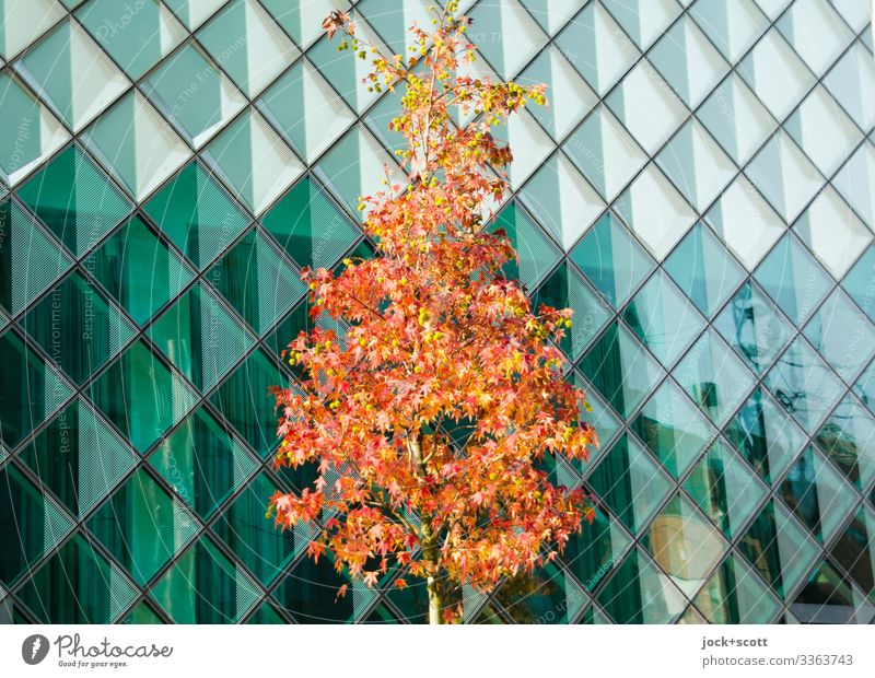 Baum im Herbst vor Glasfassade modern Reflexion & Spiegelung verfärbt Bauwerk Kontrast kreuzförmige Linien quadratische Struktur relektierend grün urban