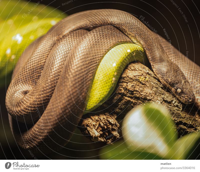 Natterngezücht Schlangen ringeln ast übereinander braun grün menschenleer