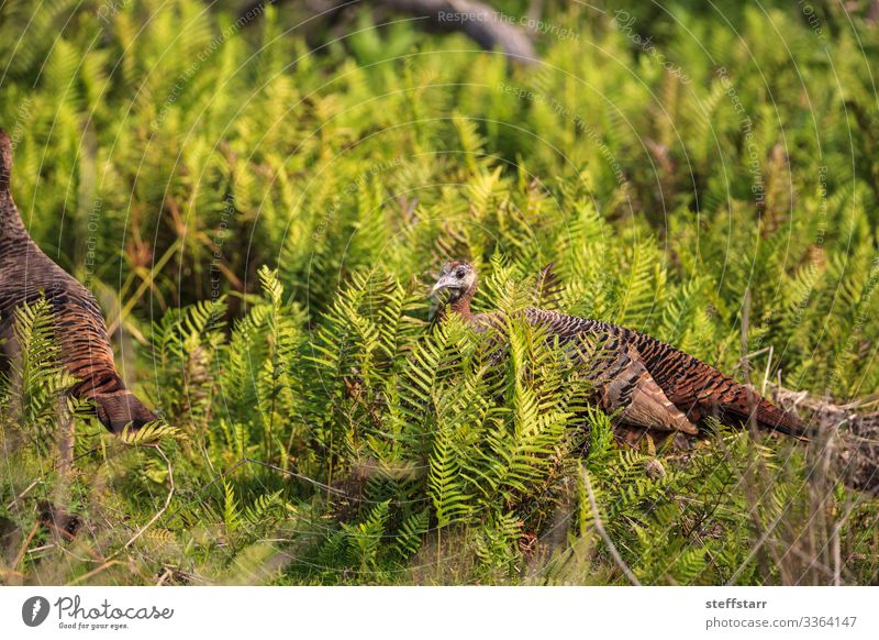 Wilde Oszeola-Wildtalsperre Meleagris gallopavo osceola Natur Tier Sträucher Farn Wildtier Vogel 3 Schwarm braun grün einzigartig entdecken Florida-Türkei